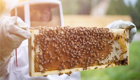 Detroit Hives: kép a saját honlapjukról