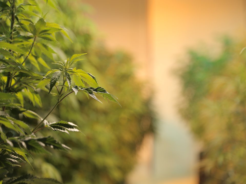 Utopia Gardens: kép a saját honlapjukról