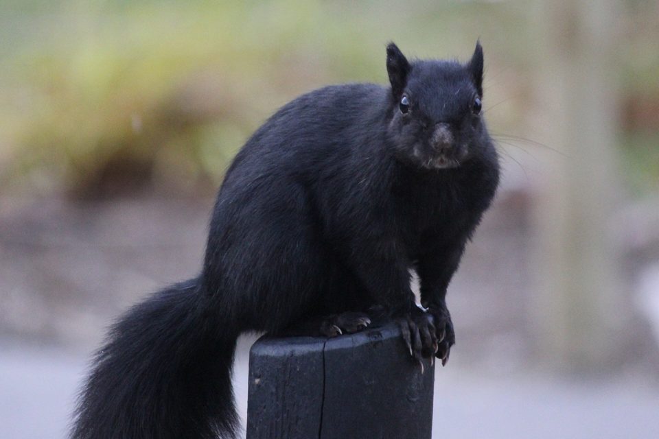 A black squirrel on a post