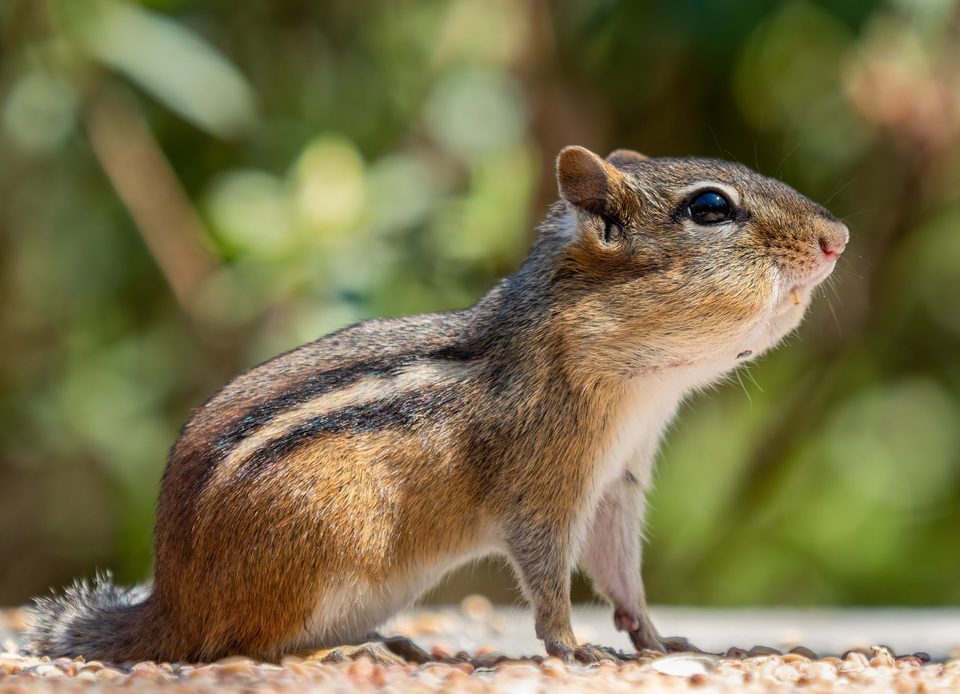 An eastern chipmunk with stuffed cheek pouches