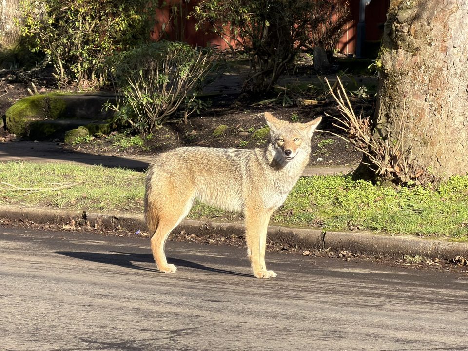 A coyote on a residential street by the curb
