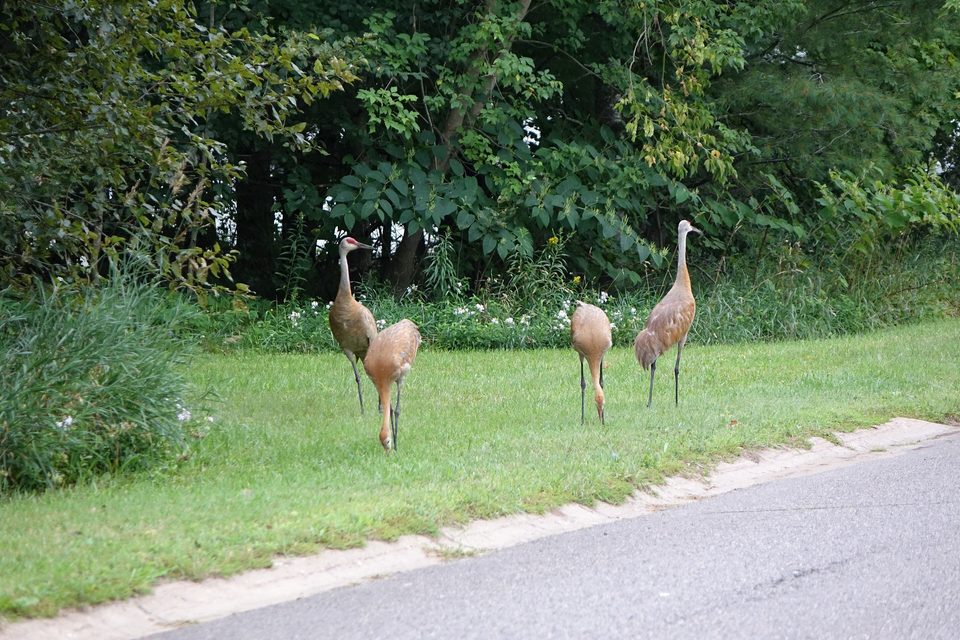 A sandhill crane family beside a paved road