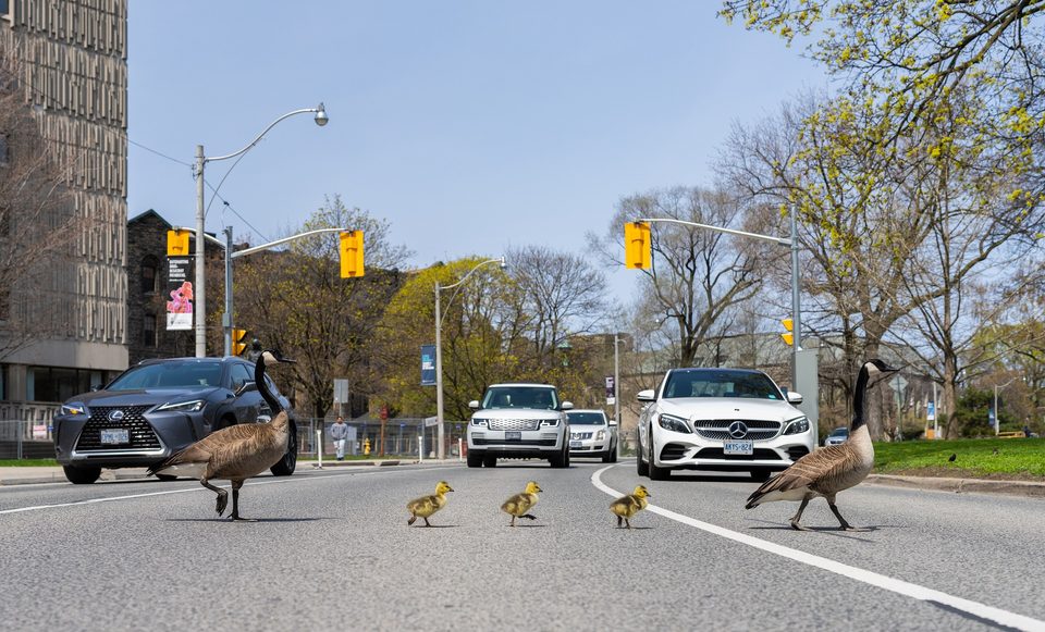 A Canada goose family with goslings crosses a busy street while cars wait