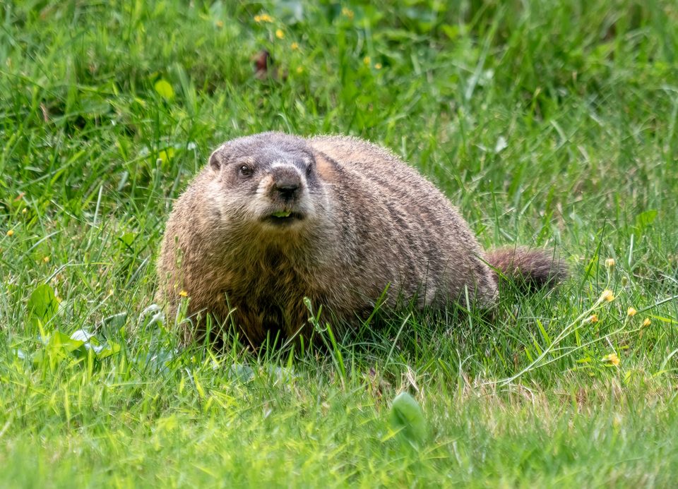 A groundhog on the grass among yellow flowers
