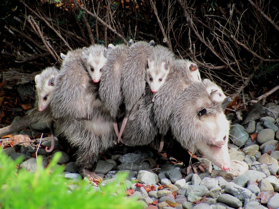 An opossum mother carrying nine young on her back