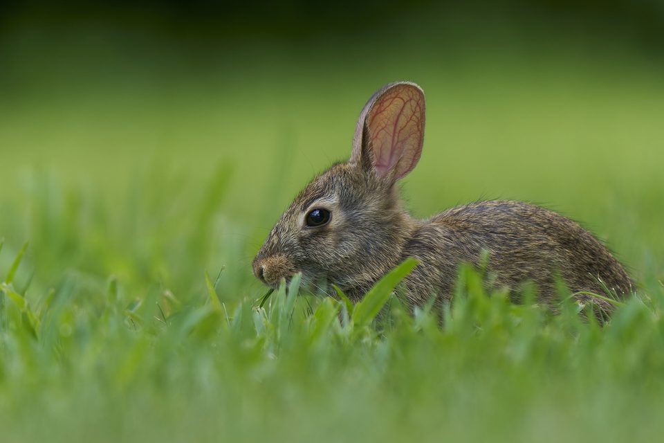 A young cottontail in a front yard
