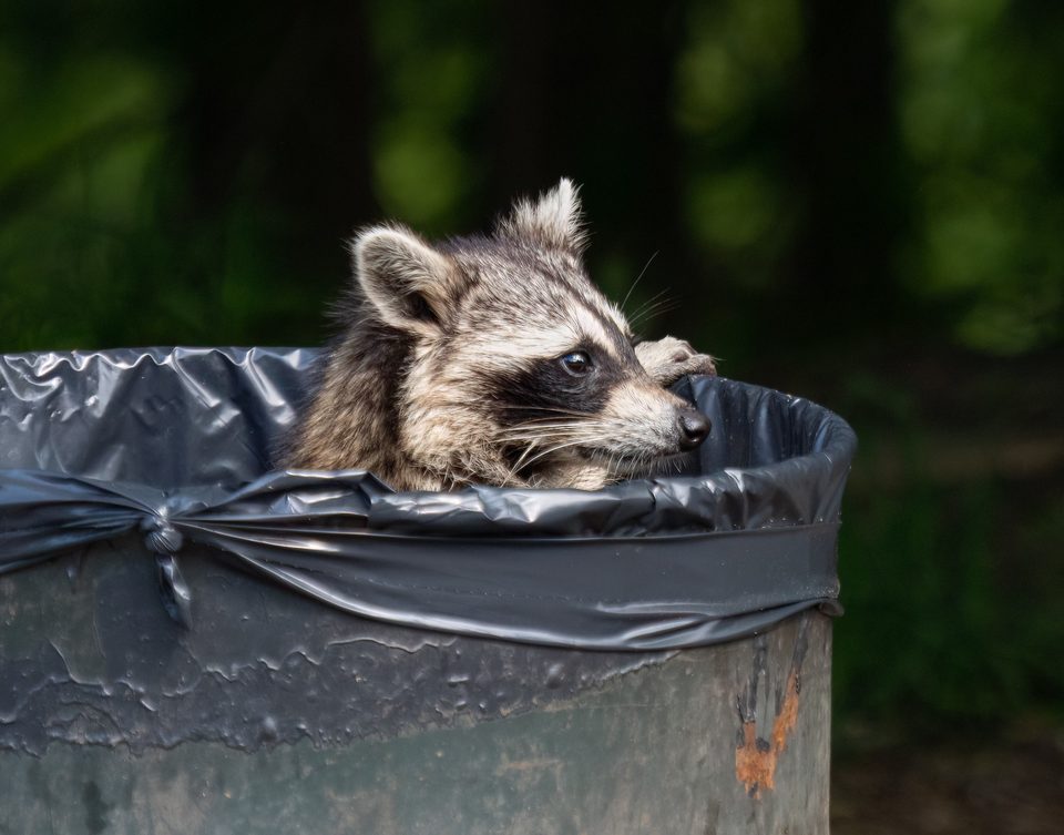 A raccoon peeking out of a park trash can