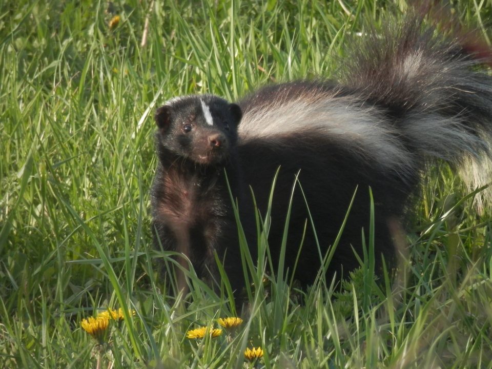 A striped skunk in tall grass among dandelions
