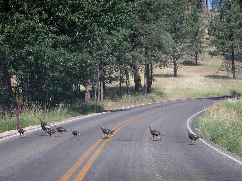 Wild turkeys with poults crossing a winding road
