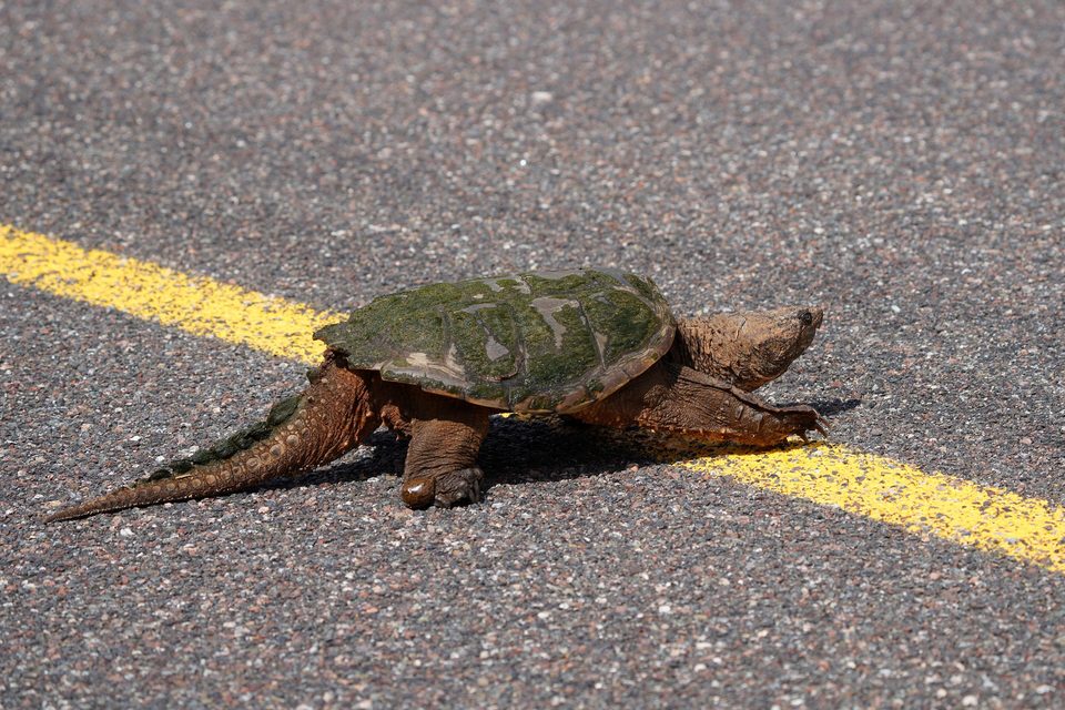 A snapping turtle crossing the asphalt over the yellow center line