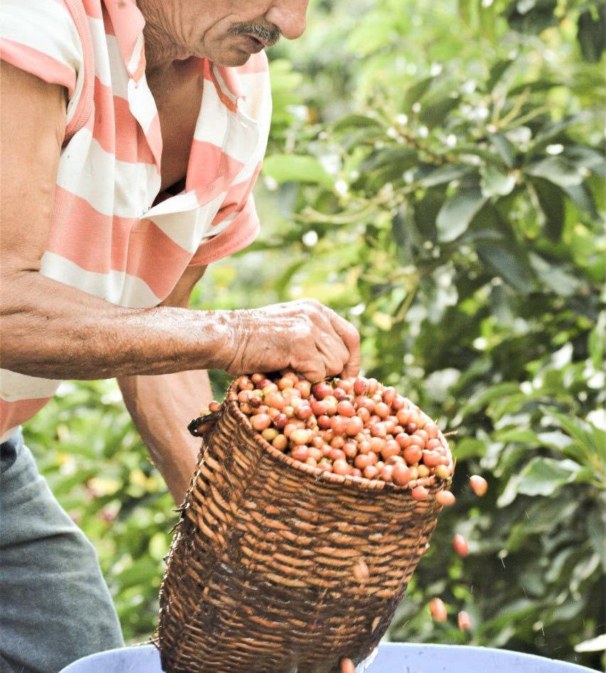 Coffee farmer gathering ripe coffee cherries in a woven basket