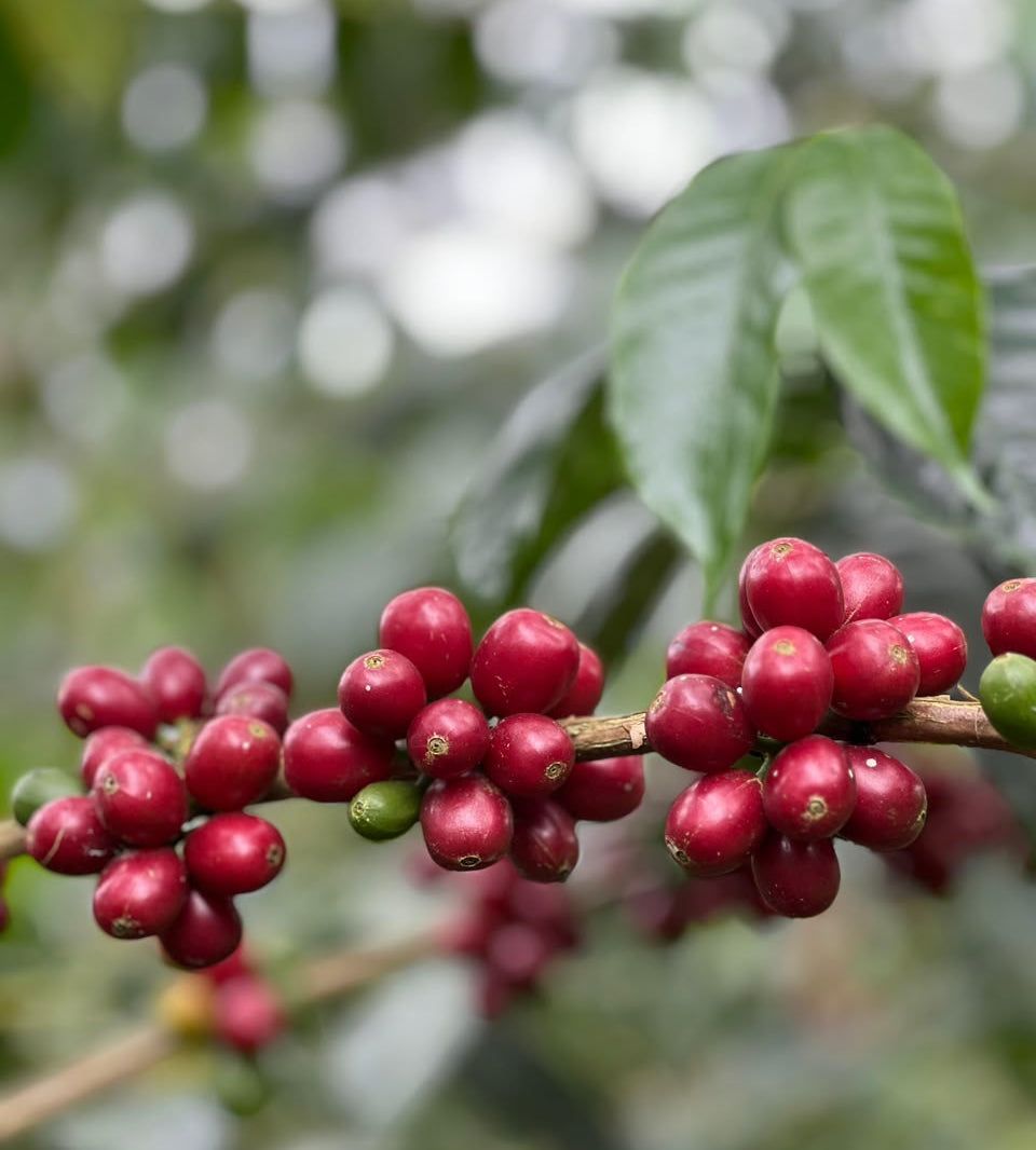 Clusters of ripe red coffee cherries on the branch