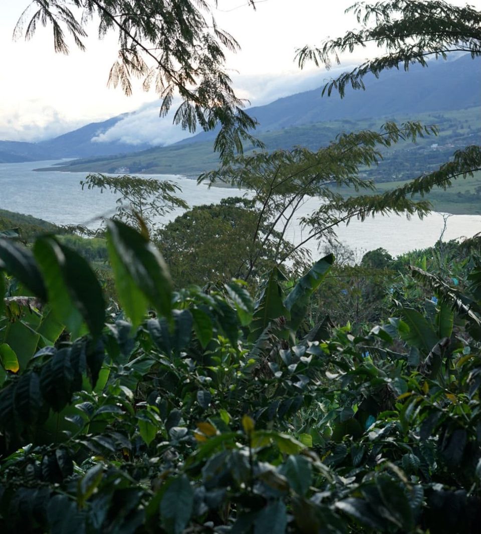 Coffee farm foliage with a lake and mountains in the distance
