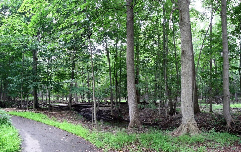 Erdei ösvény a Stage Nature Centerben